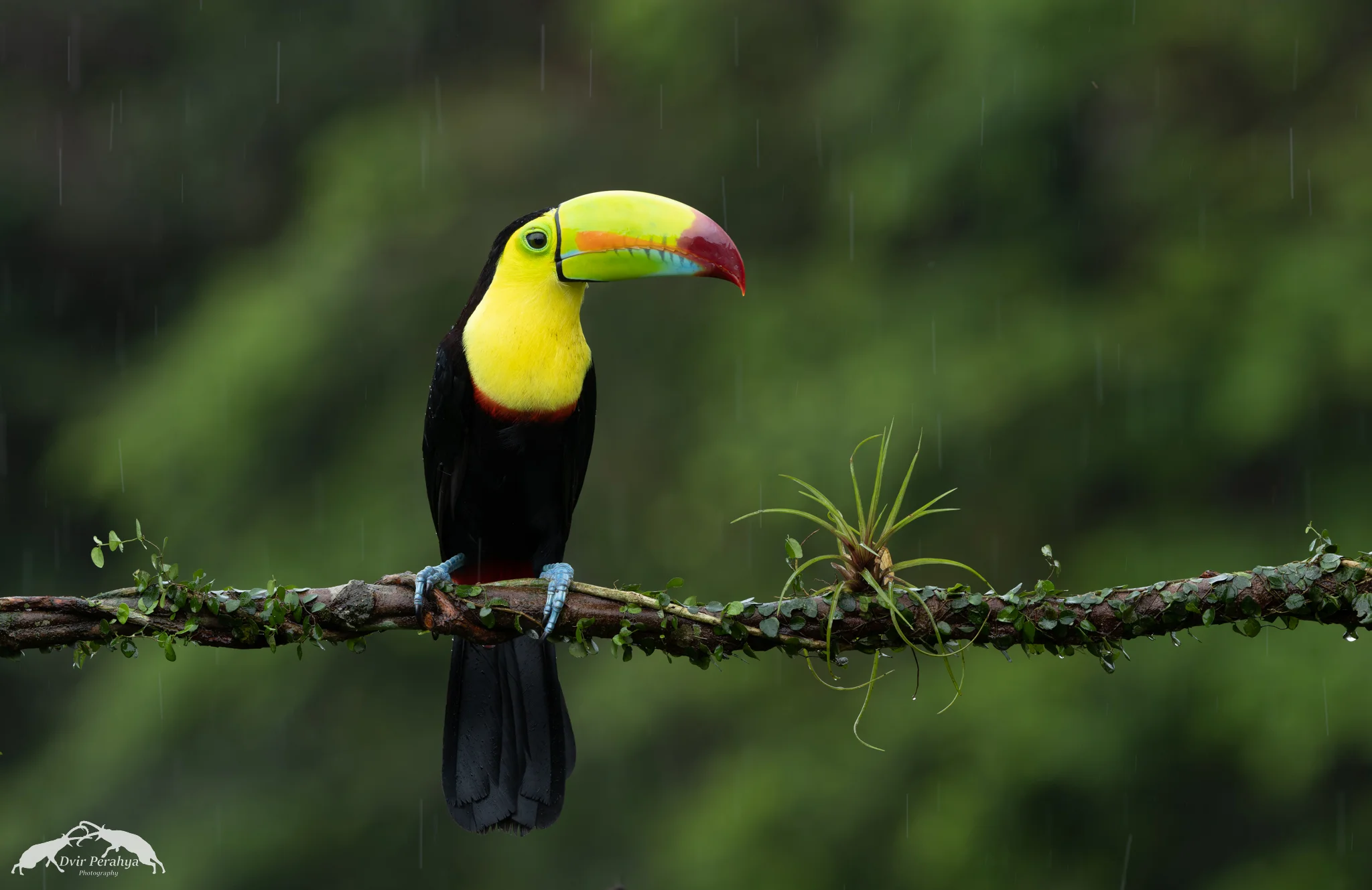 Costa Rica Wildlife